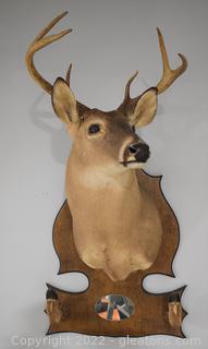 Whitetail Deer Shoulder Mount with Hoof Rack and Mirror Deer Looking Slightly Left